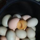 집에서 키운 닭이 낳은 계란으로 구운계란 만들기 이미지