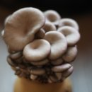 소래버섯나라 이미지