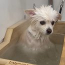 폴인럽 애견&고양이 미용 돌봄&호텔 이미지