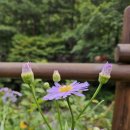 가온민박 이미지