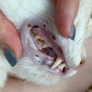 엄궁종합동물병원 이미지