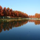 국도24호선가로수 이미지