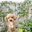 그루머제인 이미지