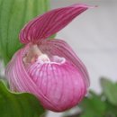 복주머니 이미지