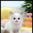 더 반려 강아지분양 고양이분양 잠실본점 이미지