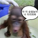 오늘 숭요야???! 🙉 오늘 숭요일냐고!!!! 🐒숭!!!! 이미지