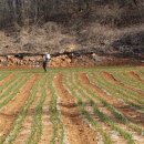 궁골 농장 이미지