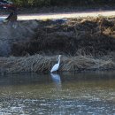강변오리 이미지