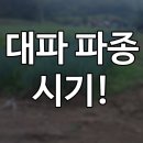 텃밭/ 대파 재배방법 이미지