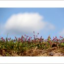 들꽃카페 이미지