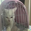 야로동물병원 이미지