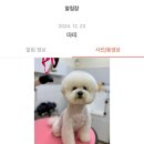 댕댕아 이리온 이미지