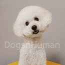 독스앤휴먼 이미지