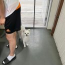 어나더153애견펜션 이미지