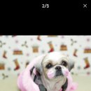 애니멀 살롱 이미지