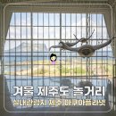 금채샵 | 제주도 놀거리 겨울 실내 관광지 제주 아쿠아플라넷 추천
