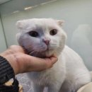 배가유기 이미지