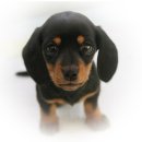 이개누구개 이미지