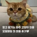 커뮤니캣 고양이 호텔&미용실 | 믿고 맡길 수 있는 파주 고양이 미용실 호텔 오묘화당 첫 미용 후기
