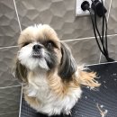 대치수동물병원 이미지