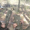 무등산버섯 이미지