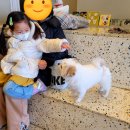 안녕강아지 이미지