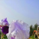 금지면 택촌마을 이미지