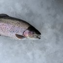 중앙낚시 | 2026 평창송어축제 송어얼음낚시 자유낚시후기