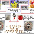 톱질톱질쵸파의 보고서 -악마의열매도감에 대한 보고서- 이미지