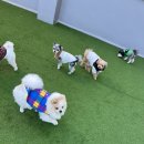 걱정마시개 애견유치원 네이버블로그