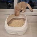 개인생활펫 | LG생활건강펫 유니참 데오토일렛 고양이화장실 고민 끝낸 집사의 선택