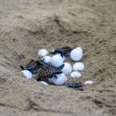 거북호텔 이미지