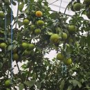 뜨락풍경 이미지