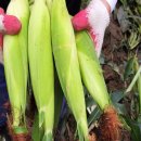 새암유통 | 6시내고향 영월 찰옥수수 택배 주문 새암농장