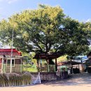 느티나무 이미지