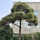 청와대 숲속 피크닉 어린이 사생대회 녹지원