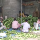 대학찰옥수수 이미지