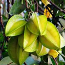 스타 프루트( star fruit, 五斂子(오렴자)) -17 이미지