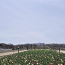 진해군항제 &경주벚꽃여행 후기2 📷 이미지