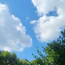 전씨금방