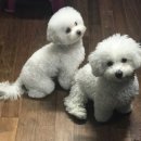 루비펫살롱 이미지