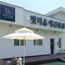 별샵별애견까페 | 홍천 애견펜션 펫티움 강원도 애견동반 놀러갈만한곳 내돈내산 후기 객실내부동영상있음