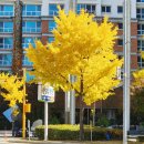 씨유목동파리공원점 | 목동 브런치 카페 분위기 좋은 콜렉티보 목동파리공원점 추천