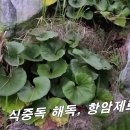 [털머위(연봉초] 유럽에선 항암약재로 1순위 / 해산물 식중독엔 이 뿌리가 최고~! 이미지