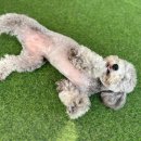 베일리펫케어 이미지