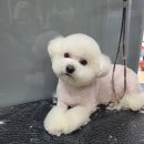 강남애니펫샵 이미지