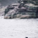 검은 수녀들 이미지