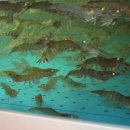 갈매기회타운 이미지