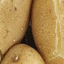 정선감자전 이미지