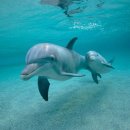 돌고래 이미지